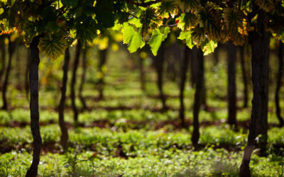 Istria Winery