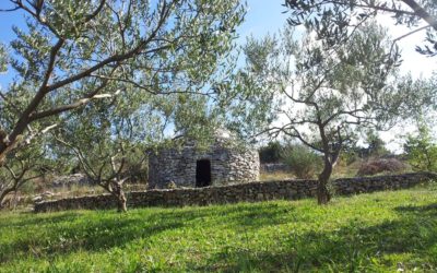 Olive Orchard